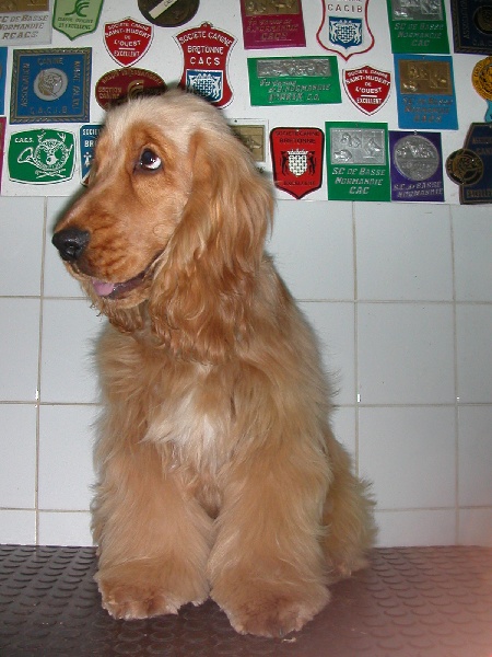 Baloo de la Belle Andrine