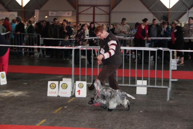 de la Belle Andrine - Exosition AMIENS 3 mai 2015