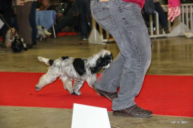 de la Belle Andrine - PARIS DOG SHOW janvier 2015