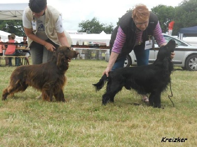 de la Belle Andrine - REGIONALE D'ELEVAGE LA CHAIZE LE VICOMTE le 25 aout 2013