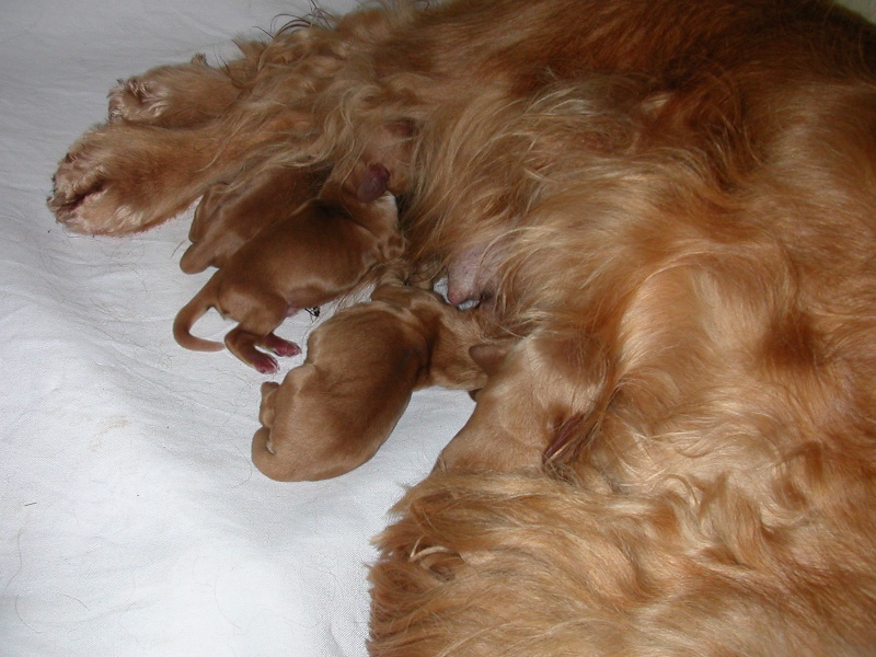 PORTEE DE PENNY LANE 